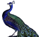 Infame's Peacock
